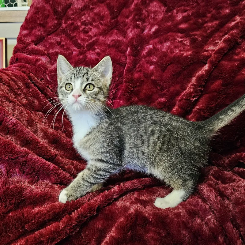 A baby medium-sized female Tabby (Buff / Tan / Fawn) Domestic Short Hair cat named Eloise for adoption in Searcy, AR