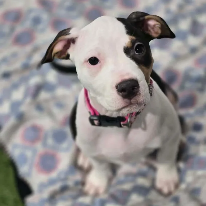 A young medium-sized female Pit Bull Terrier dog named Peeps for adoption in Racine, WI