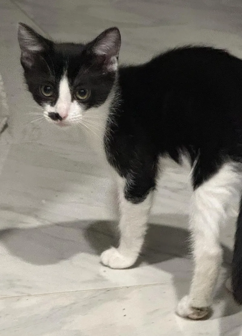 A baby small-sized female Tuxedo cat named Roxie D'meow for adoption in Chandler, AZ