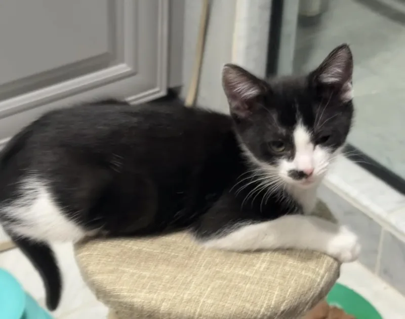 Roxie D'meow thumbnail 2
