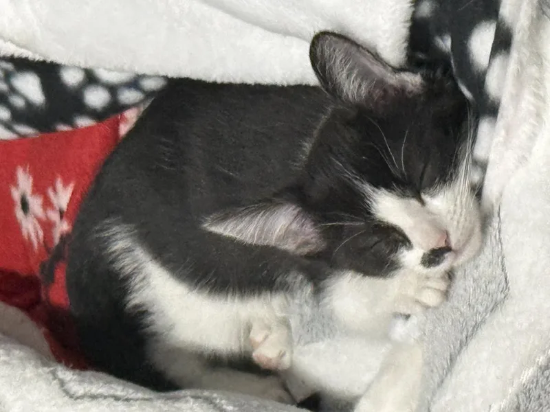 Roxie D'meow thumbnail 3