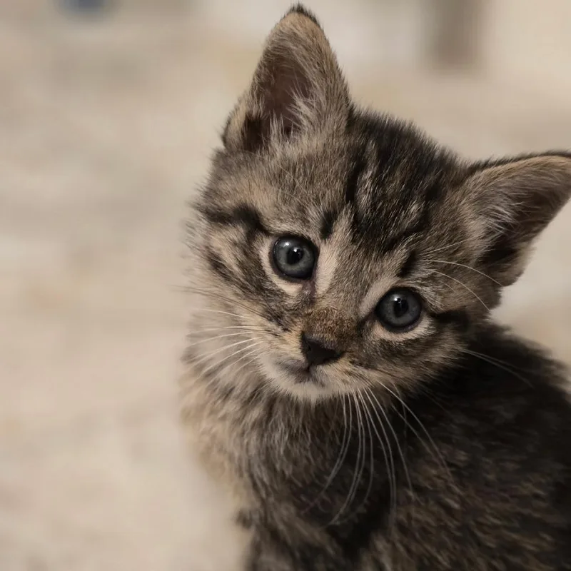 A baby small-sized female Brown / Chocolate Domestic Short Hair cat named Salmon for adoption in Fort Worth, TX