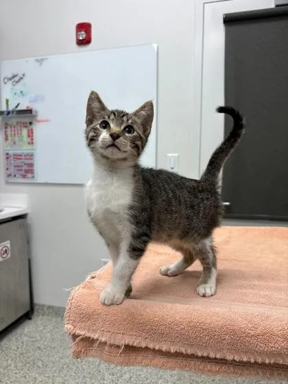 A baby small-sized male Black Domestic Short Hair cat named Nacho for adoption in Kansas City, MO