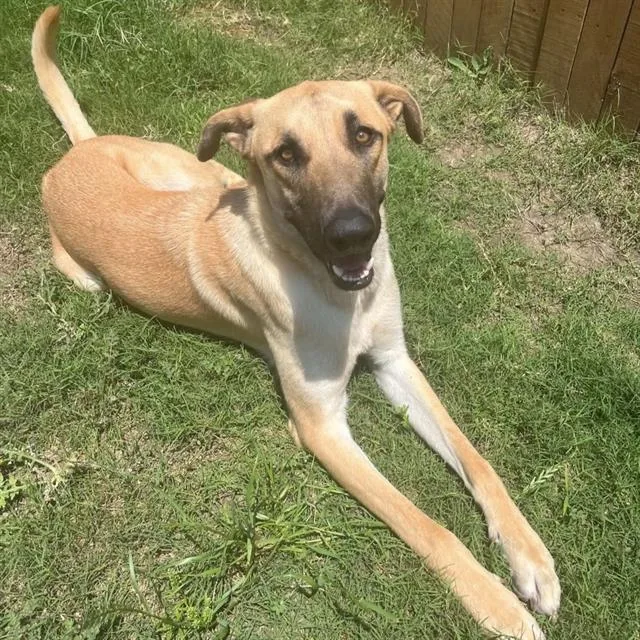 An adult medium-sized male Shepherd dog named Nick for adoption in San Antonio, TX