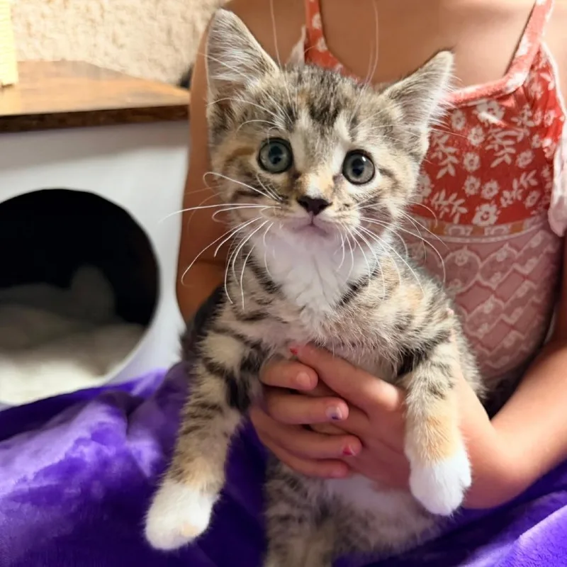 A baby small-sized female Domestic Short Hair cat named Sarah for adoption in Normal, IL