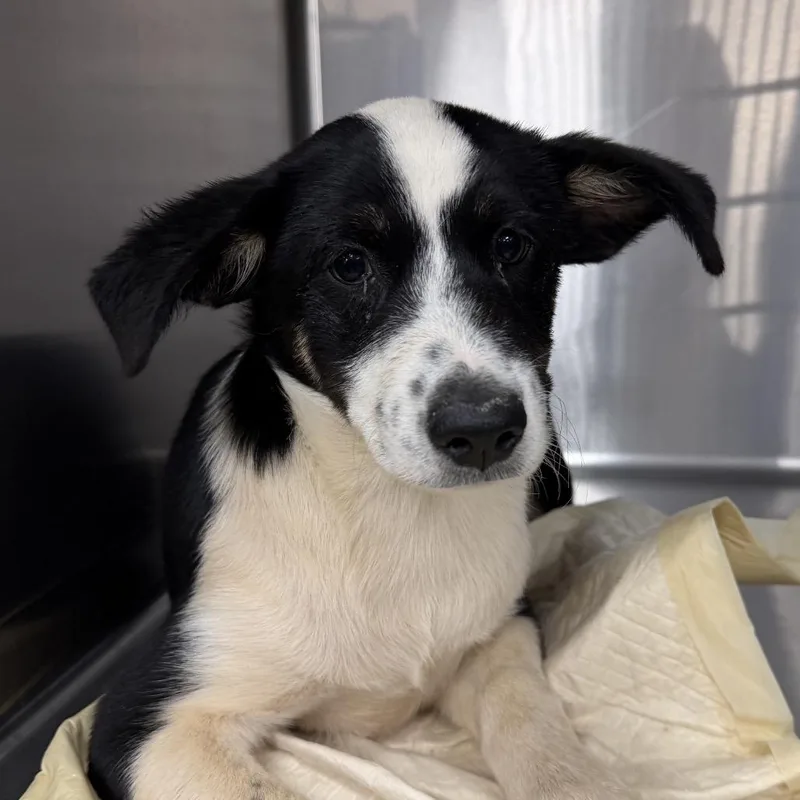 A baby medium-sized female Mixed Breed dog named Duchess for adoption in Midland, TX