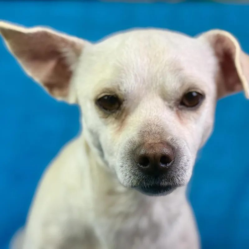 Reese: Gentle  Friendly thumbnail 3