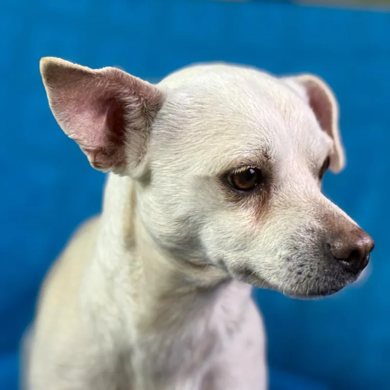 Reese: Gentle  Friendly thumbnail 4