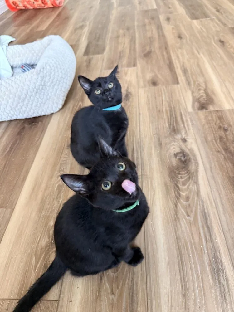 A baby small-sized male Black Bombay cat named Pumbaa Tata for adoption in Austin, TX