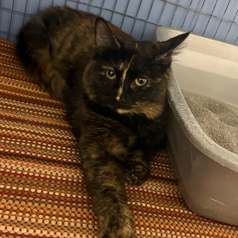An adult medium-sized female Tortoiseshell American Shorthair cat named Sasha for adoption in Tipton, IA