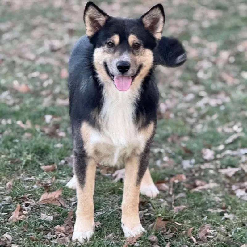 A senior large-sized male Mixed Breed dog named Olliee for adoption in Clarksville, TN