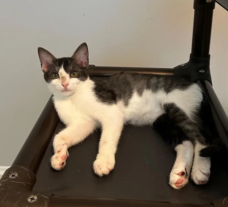 An adult small-sized male Black & White / Tuxedo Tuxedo cat named Ash for adoption in Mira Loma, CA