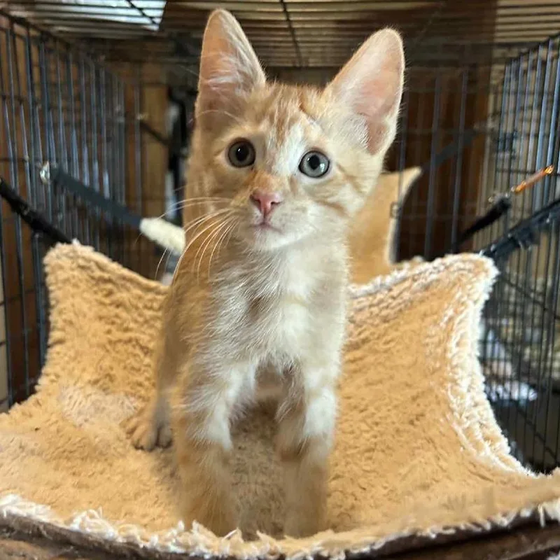 A young large-sized male Orange / Red Domestic Short Hair cat named Beautiful Snowflake for adoption in Austin, TX