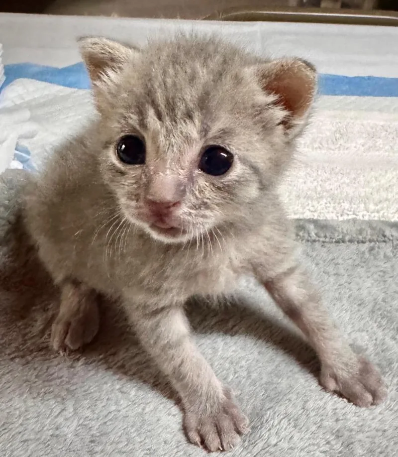 A baby small-sized female Domestic Short Hair cat named Pippa for adoption in Leonardtown, MD