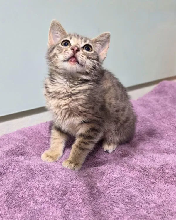 A baby small-sized female Domestic Short Hair cat named Lucky Star for adoption in Novato, CA