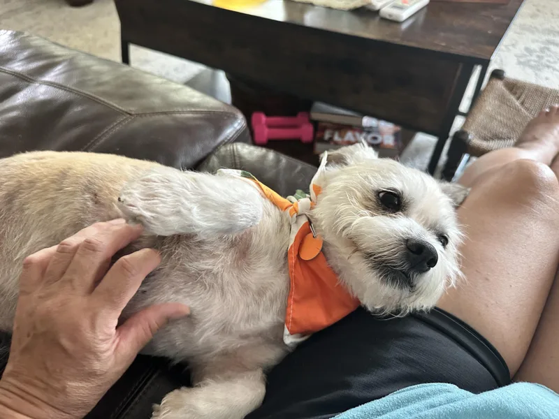 A young small-sized male Apricot / Beige Shih Tzu dog named Finn for adoption in Olympia, WA