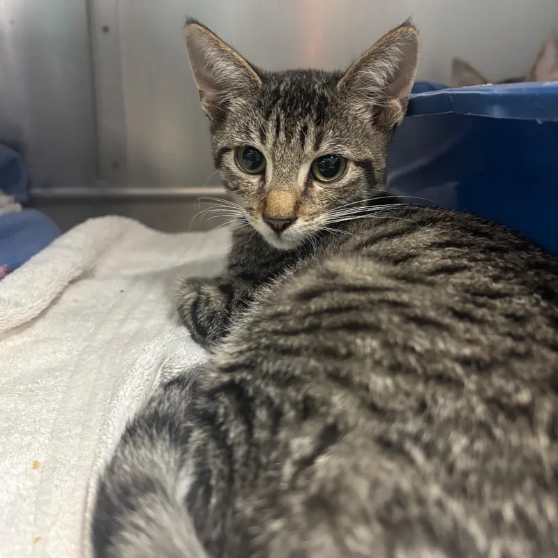 A baby small-sized male Brown / Chocolate Domestic Short Hair cat named Edison for adoption in Lakeland, FL