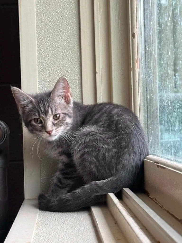 A baby small-sized male Domestic Short Hair cat named Francis for adoption in Boone, IA