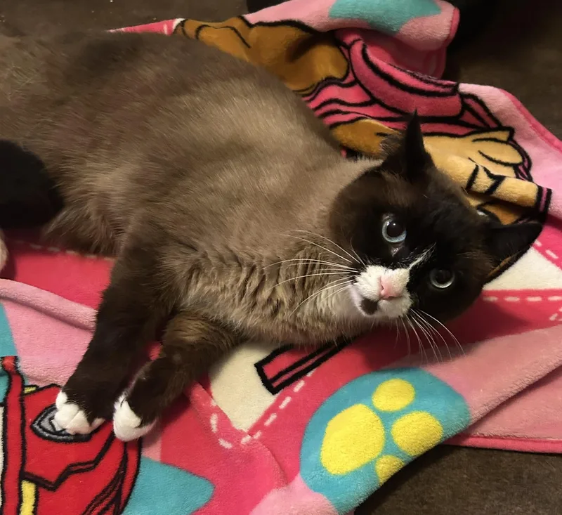 An adult large-sized male Seal Point Domestic Short Hair cat named Nova for adoption in Herculaneum, MO