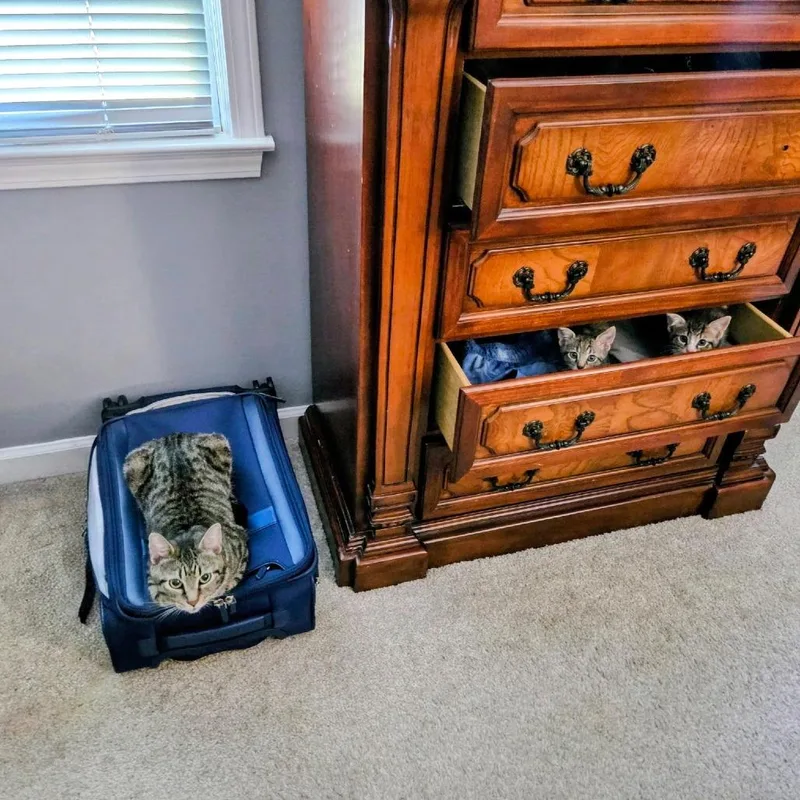 A baby small-sized male Domestic Short Hair cat named Kiwi for adoption in Cumming, GA