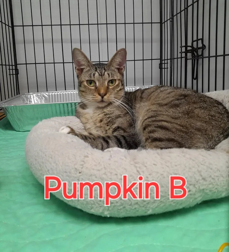 Pumpkin B.
