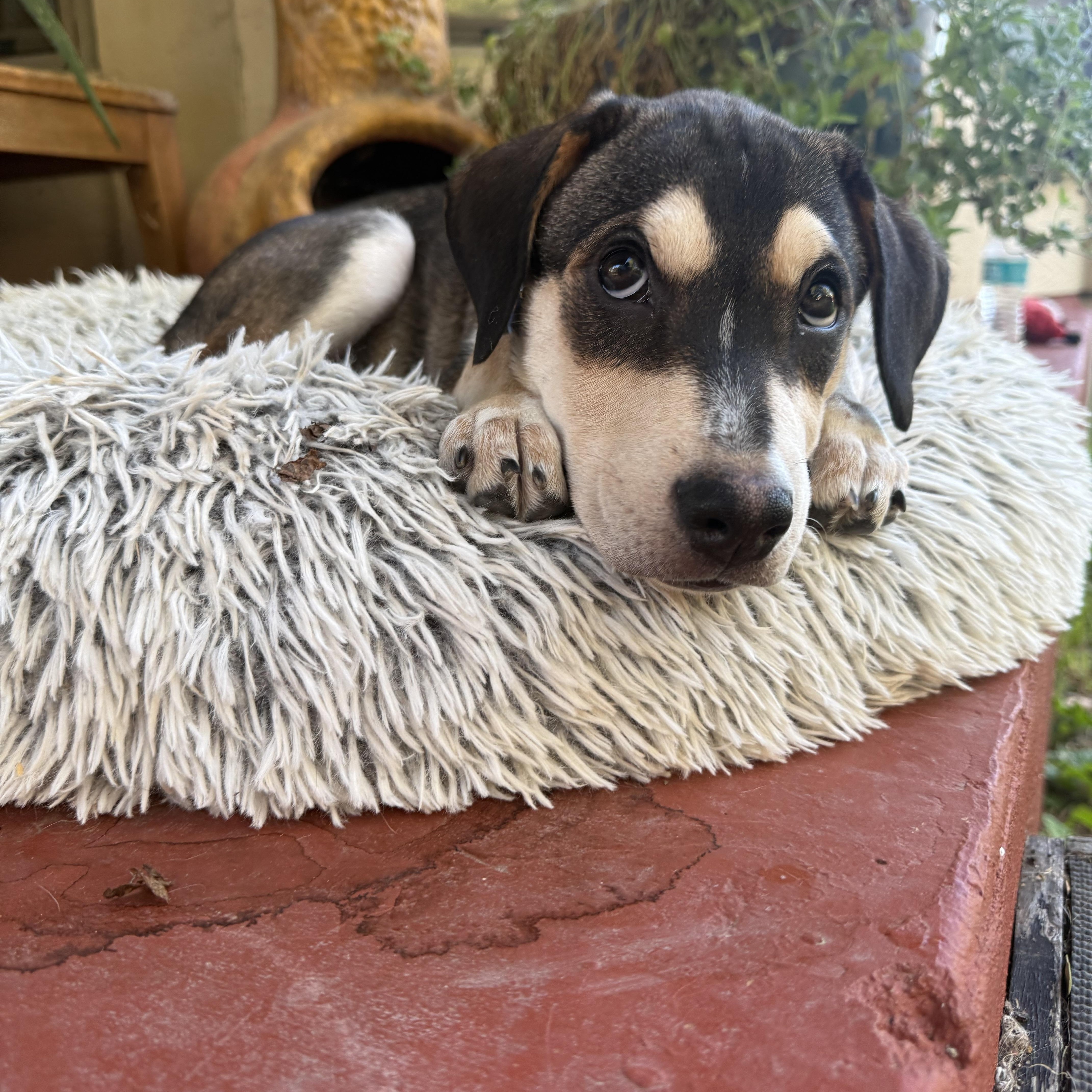 A baby medium-sized male Tricolor (Brown, Black, & White) Labrador Retriever dog named Griff for adoption in San Antonio, TX