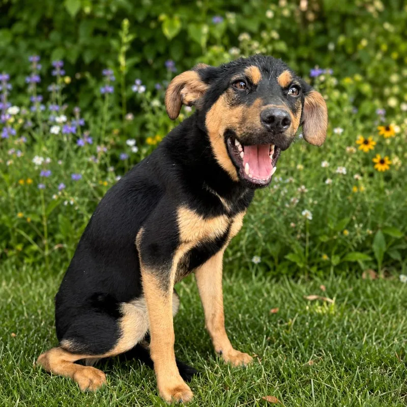 A young medium-sized male Black German Shepherd Dog dog named Banana for adoption in East Saint Louis, IL