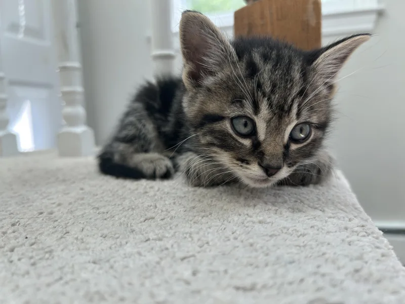 A baby medium-sized male Tabby (Brown / Chocolate) Domestic Short Hair cat named Green for adoption in Medfield, MA
