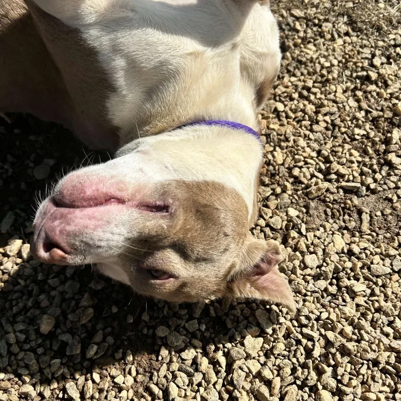 Princess Peach thumbnail 2