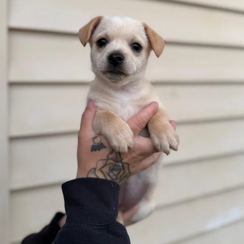 A baby small-sized female White / Cream Chihuahua dog named Lilo for adoption in Newberg, OR