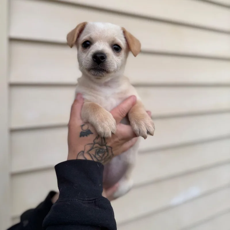 Lilo thumbnail 2