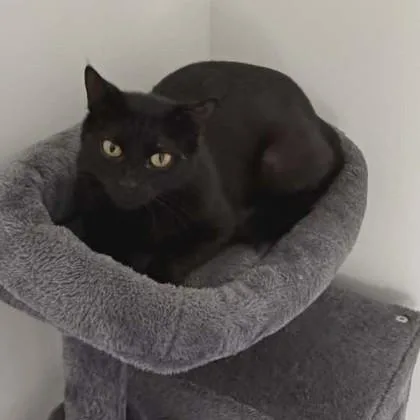 An adult medium-sized female Domestic Short Hair cat named Bell Pepper for adoption in Savannah, GA