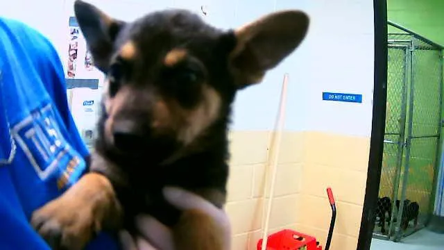 A baby small-sized female German Shepherd Dog dog named Rose for adoption in Tulsa, OK