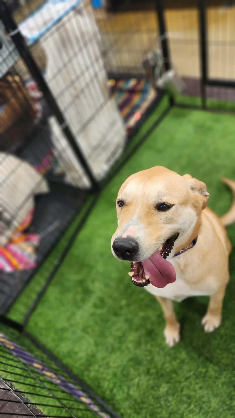 Reese Jum thumbnail 4