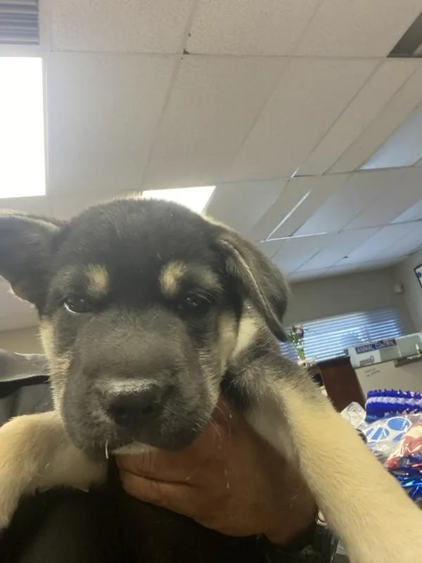 A baby large-sized male Shepherd dog named Davey for adoption in Victorville, CA