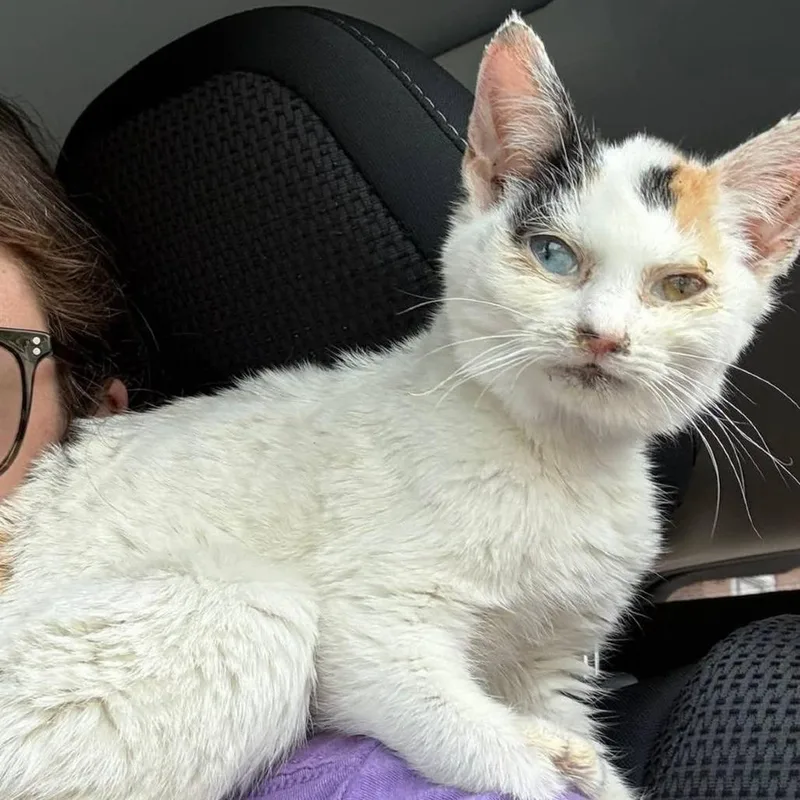 Pearla thumbnail 3