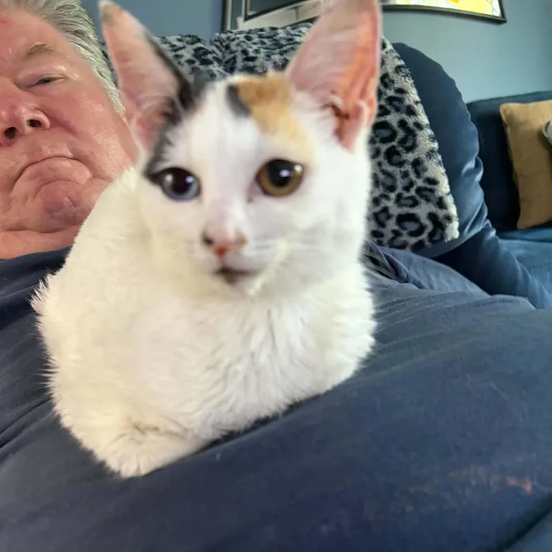 Pearla thumbnail 4