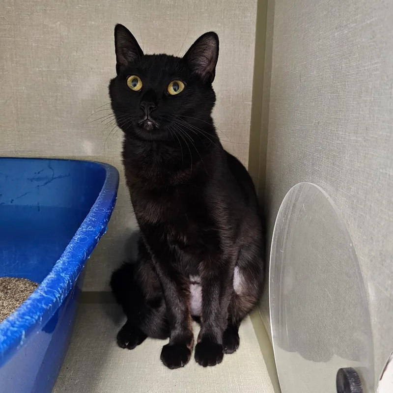 A young medium-sized female Black Domestic Short Hair cat named Willow for adoption in Monroe, MI