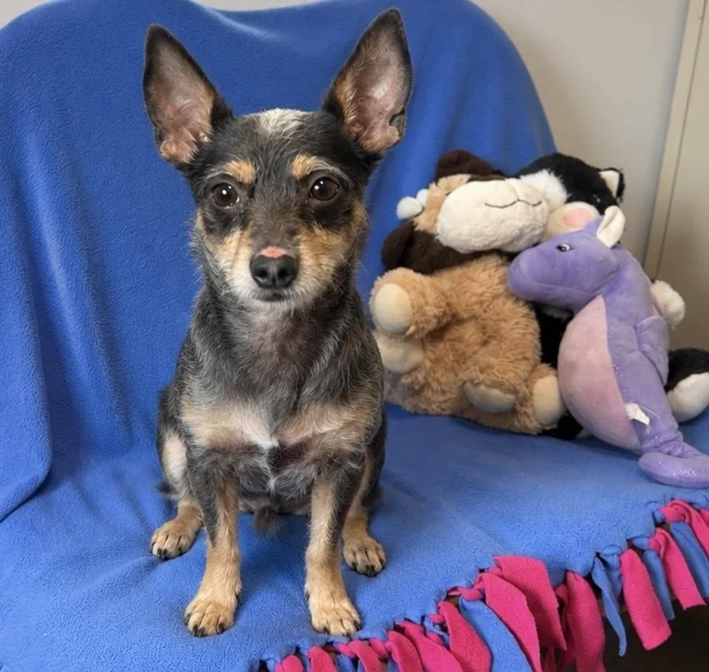 An adult small-sized male Brown / Chocolate Miniature Pinscher dog named Spiderman for adoption in Cedartown, GA