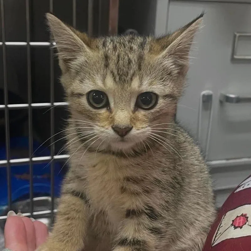 A baby small-sized female Gray / Blue / Silver Domestic Short Hair cat named Rose for adoption in Ringtown, PA