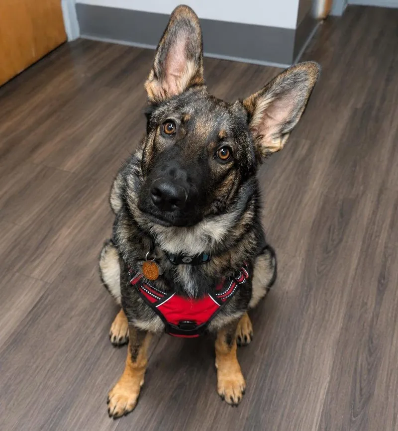 A young medium-sized male German Shepherd Dog dog named Osa for adoption in Baltimore, MD