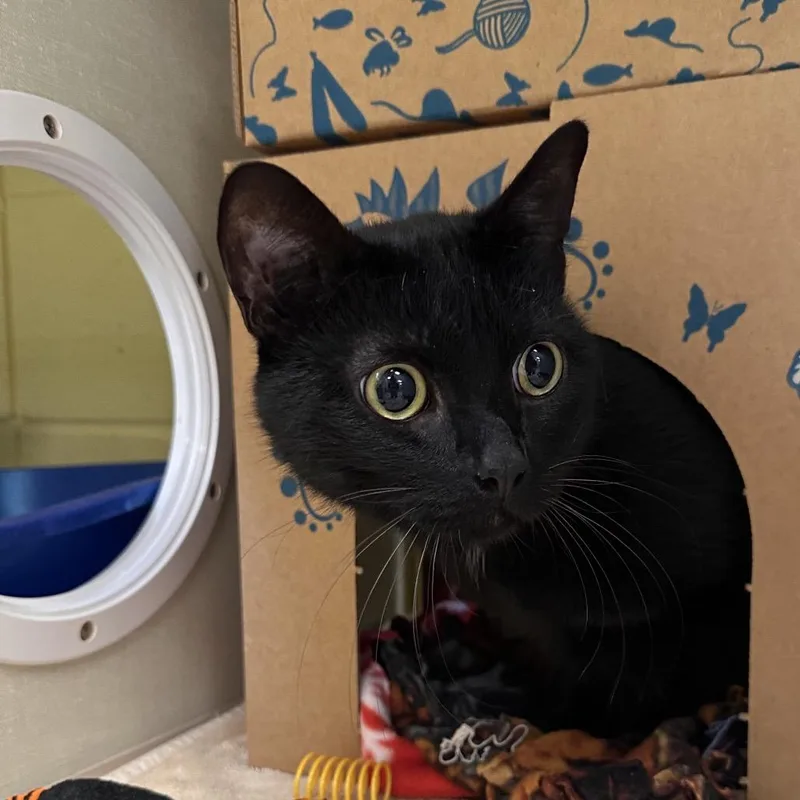 An adult large-sized male Black Domestic Short Hair cat named Thor for adoption in West Olive, MI