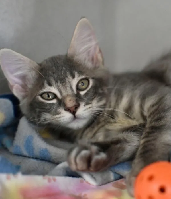 A young medium-sized male Tabby (Gray / Blue / Silver) Domestic Short Hair cat named Achilles for adoption in Marietta, GA