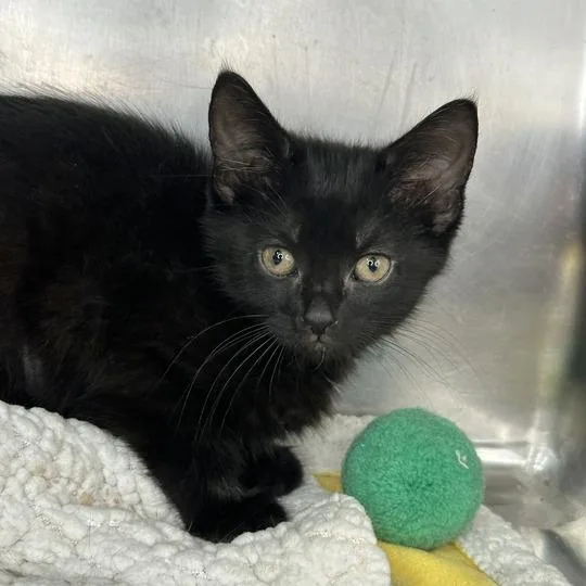 A baby small-sized female Black Domestic Short Hair cat named Angela for adoption in Matteson, IL