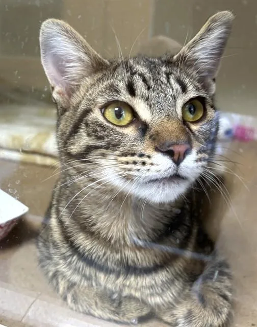 A young medium-sized female Domestic Short Hair cat named Karla for adoption in Dedham, MA