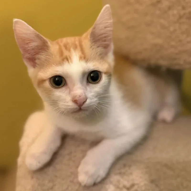 A baby small-sized male Domestic Short Hair cat named Zane for adoption in St Joseph, MO