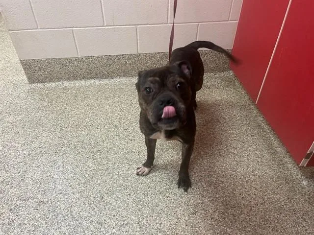 An adult large-sized male American Staffordshire Terrier dog named Bruin for adoption in Colorado Springs, CO