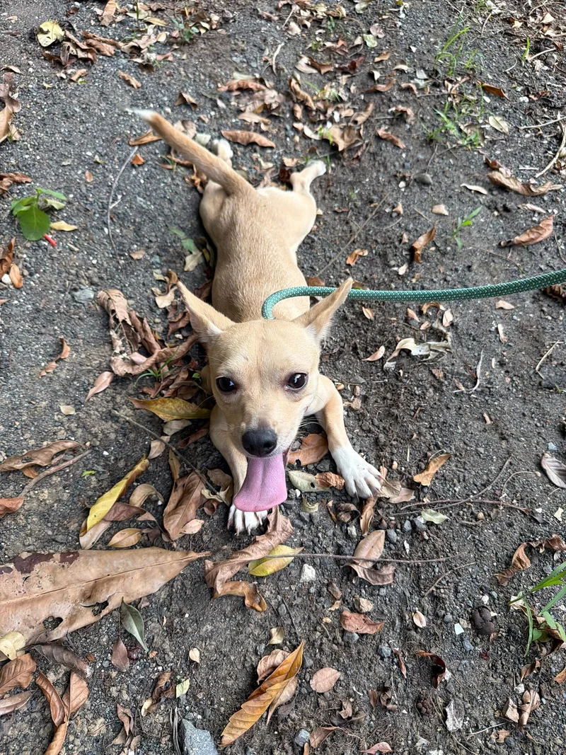 An adult small-sized male Chihuahua dog named Wesley for adoption in Bayamon, PR