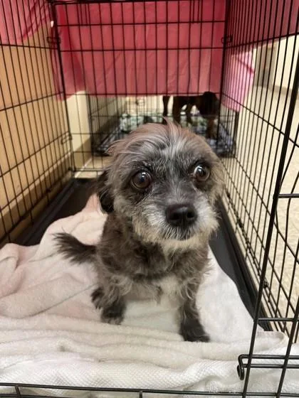 An adult small-sized female Mixed Breed dog named Lady for adoption in Hamilton, NJ