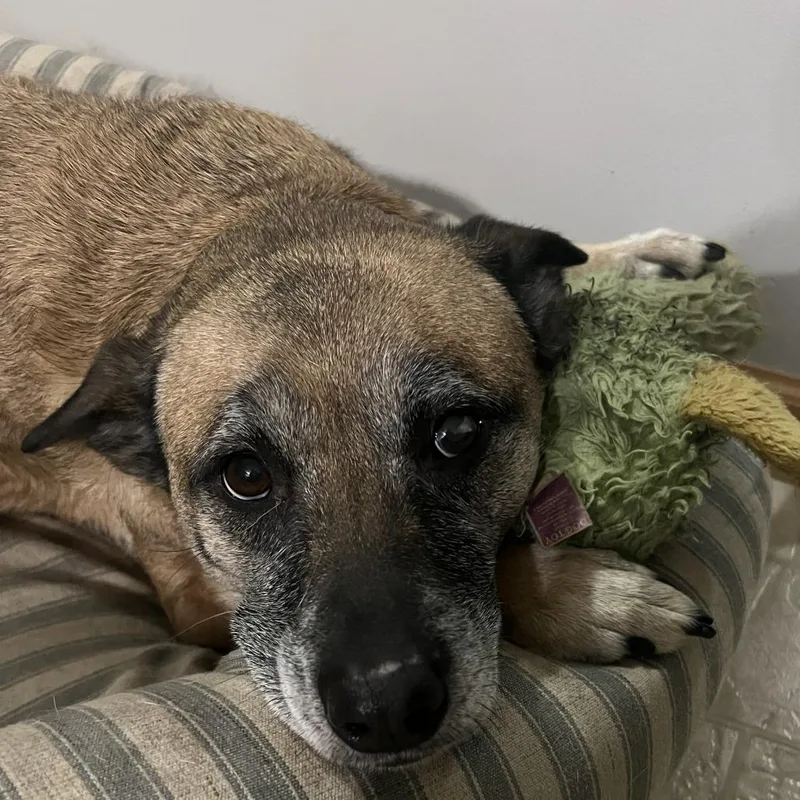 A senior small-sized female Brown / Chocolate Belgian Shepherd / Malinois dog named Nova Home to for adoption in South Elgin, IL